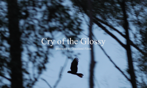 CRY OF THE GLOSSY